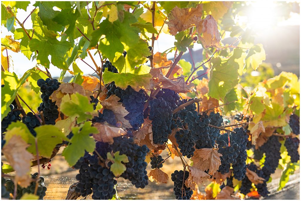 Grape Wine Vinyard Washington State